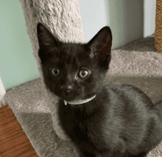 NEWBERRY - Domestic Short Hair cat available for adoption at AARCS in Calgary (1 of 3)