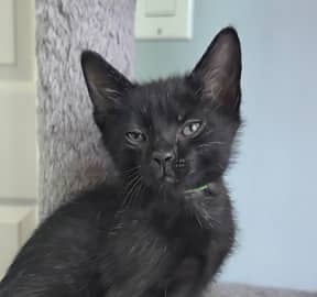 OSCAR - Domestic Short Hair cat available for adoption at AARCS in Calgary (1 of 6)