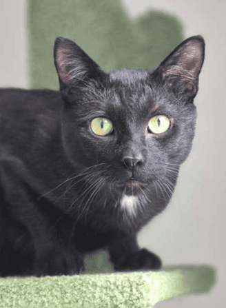 OXFORD - Domestic Short Hair cat available for adoption at AARCS in Calgary (1 of 6)