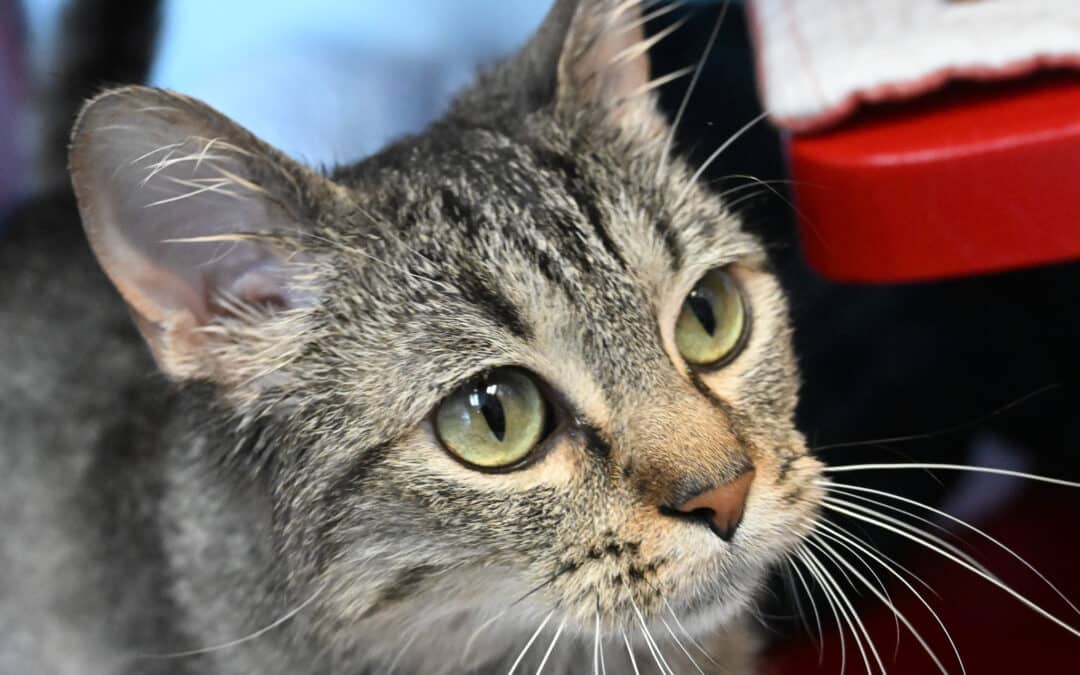 PEGGY - Domestic Short Hair cat available for adoption at AARCS in Calgary (1 of 5)