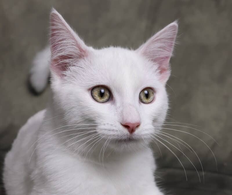 PIPPY - Domestic Short Hair cat available for adoption at AARCS in Calgary (1 of 4)