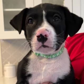 PIZZA - Border Collie Mixed available for adoption in Alberta