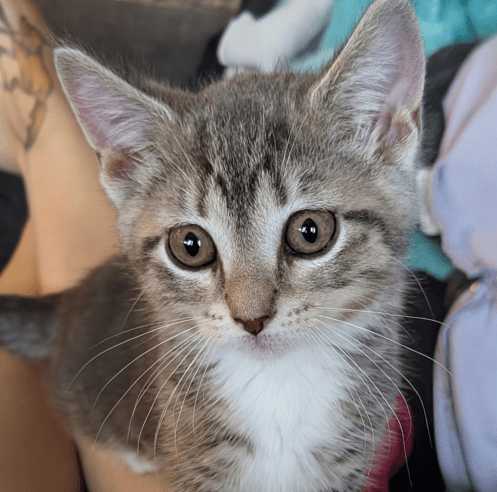 PORCUPETTE - Domestic Short Hair cat available for adoption in Calgary