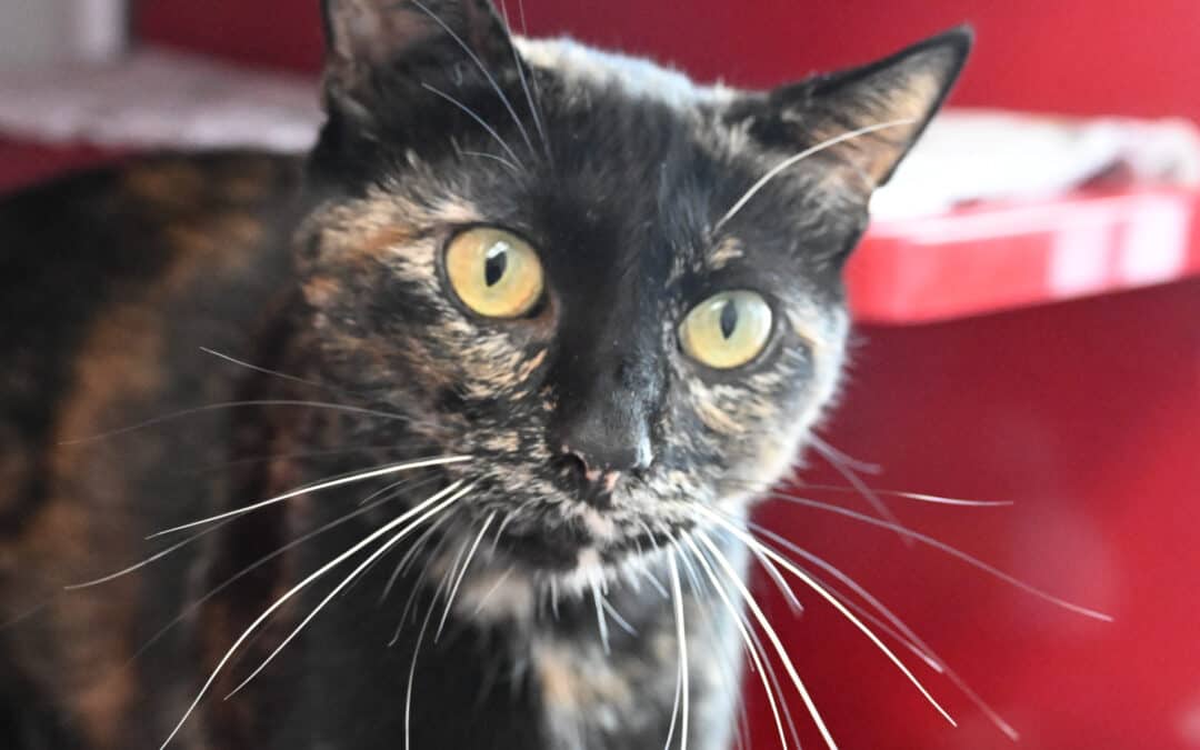 PRAIRIE - Domestic Short Hair cat available for adoption at AARCS in Calgary (1 of 5)