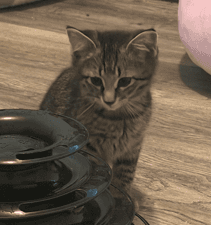 PTERO - Domestic Short Hair cat available for adoption at AARCS in Calgary