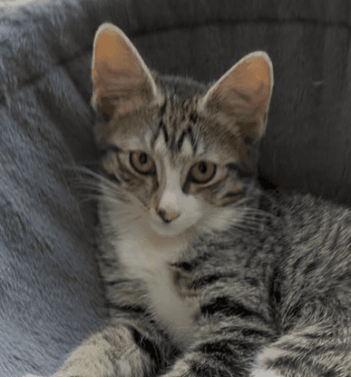 RAPTOR - Domestic Short Hair cat available for adoption at AARCS in Calgary (1 of 3)