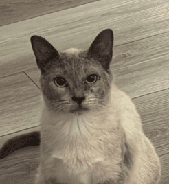 REBA - Siamese cat available for adoption at AARCS in Calgary (1 of 6)