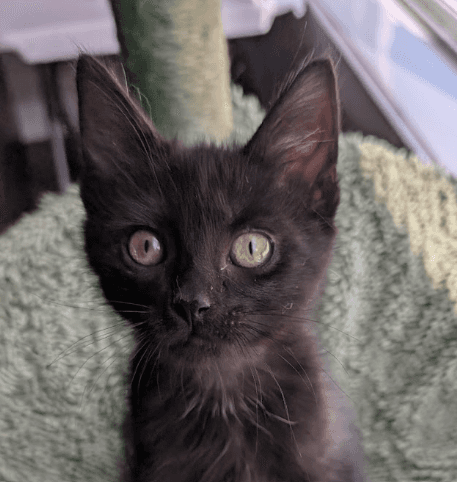 ROKU - Domestic Medium Hair cat available for adoption at AARCS in Calgary (1 of 6)