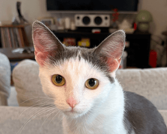 ROLO - Domestic Short Hair cat available for adoption at AARCS in Calgary (1 of 6)