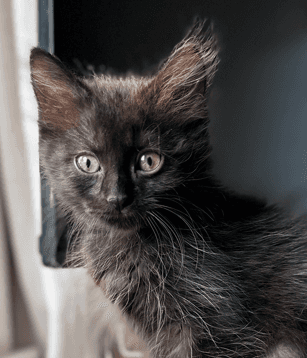 RUE - Domestic Medium Hair cat available for adoption at AARCS in Calgary (1 of 6)