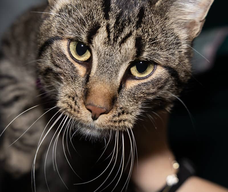 SANTO - Domestic Short Hair cat available for adoption at AARCS in Calgary (1 of 5)