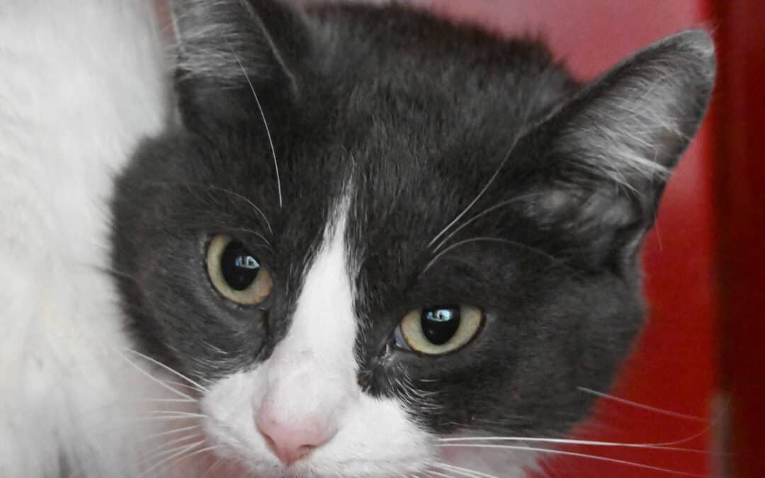 SERAPHINA - Domestic Short Hair cat available for adoption at AARCS in Calgary (1 of 5)