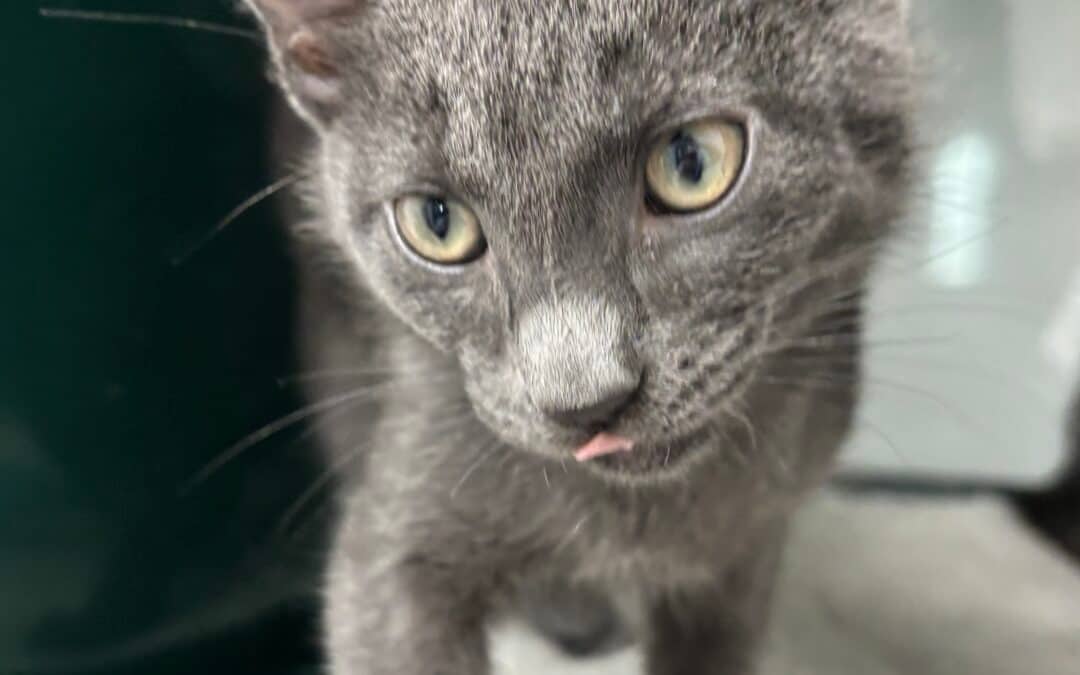SHADOW - Domestic Short Hair cat available for adoption at AARCS in Calgary (1 of 3)