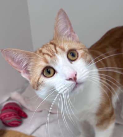 SHAPIRO - Domestic Short Hair available for adoption