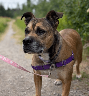 SHELLY - Terrier, Pit Bull Mixed available for adoption in Alberta