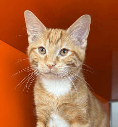 SIMBA - Domestic Short Hair cat available for adoption at AARCS in Calgary (1 of 4)