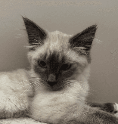 SKOKI - Domestic Long Hair cat available for adoption at AARCS in Calgary (1 of 5)