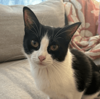 SLOAN - Domestic Short Hair cat available for adoption at AARCS in Calgary (1 of 6)