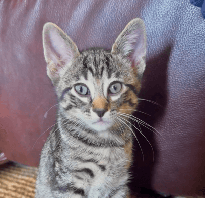 SPURS - Domestic Short Hair cat available for adoption at AARCS in Calgary (1 of 6)