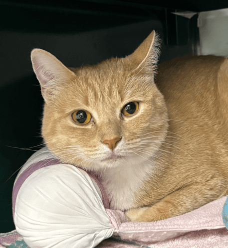 STELLA - Domestic Short Hair cat available for adoption at AARCS in Calgary (1 of 4)
