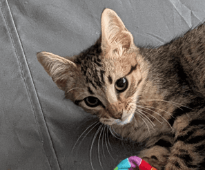 SUZUKI - Domestic Short Hair cat available for adoption at AARCS in Calgary