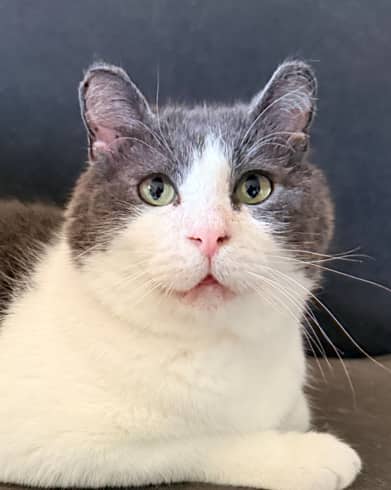 SYDNEY - Domestic Short Hair cat available for adoption at AARCS in Calgary (1 of 6)