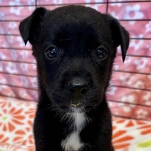 TACO - Border Collie Mixed available for adoption in Alberta