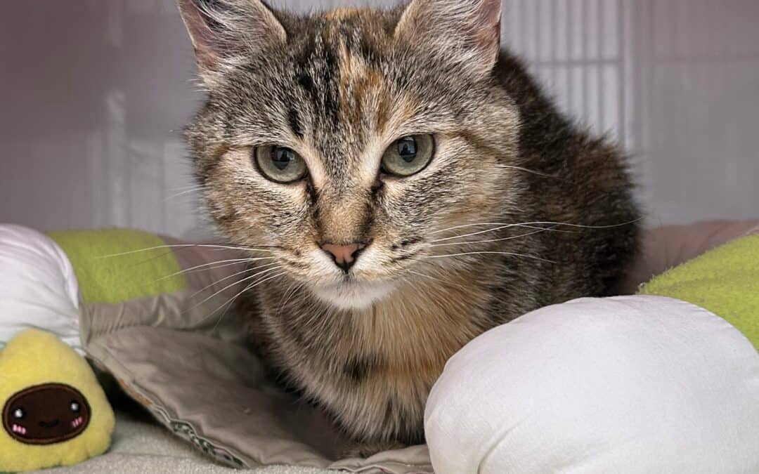 TALLULAH - Domestic Short Hair cat available for adoption at AARCS in Calgary