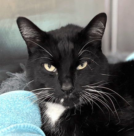 THOMAS - Domestic Short Hair cat available for adoption at AARCS in Calgary (1 of 4)