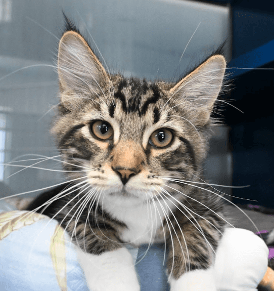 TIKA - Domestic Medium Hair cat available for adoption in Calgary