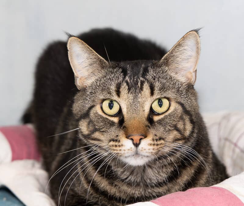 TIMMIES - Domestic Short Hair cat available for adoption at AARCS in Calgary (1 of 4)