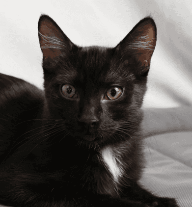 TIPPY - Domestic Short Hair cat available for adoption at AARCS in Calgary (1 of 5)
