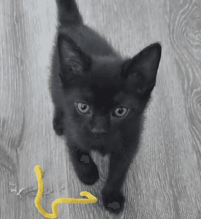 TONY - Domestic Short Hair cat available for adoption at AARCS in Calgary (1 of 5)