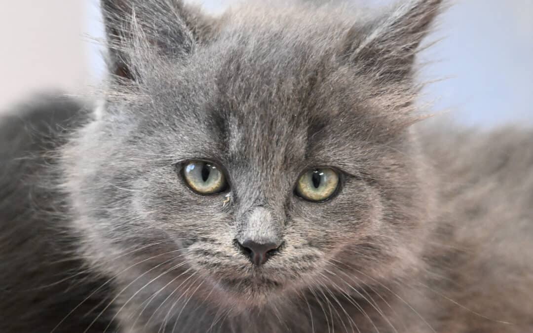 TUBI - Domestic Long Hair cat available for adoption at AARCS in Calgary (1 of 3)