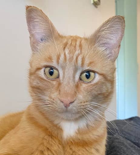 WEBSTER - Domestic Short Hair cat available for adoption at AARCS in Calgary (1 of 6)