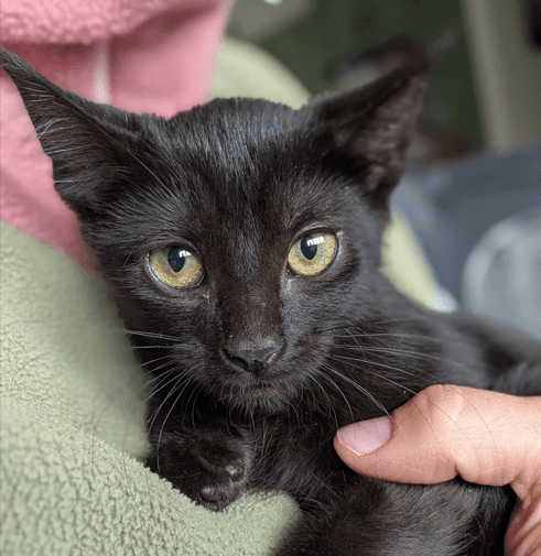 YAMAHA - Domestic Short Hair cat available for adoption at AARCS in Calgary (1 of 4)