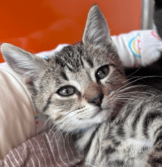 Yarrow - Domestic Short Hair cat available for adoption at AARCS in Calgary (1 of 4)