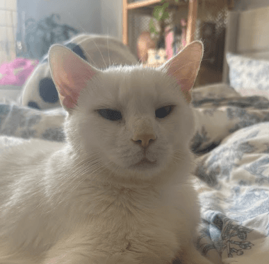 Yuki - Domestic Short Hair cat available for adoption at AARCS in Calgary (1 of 6)