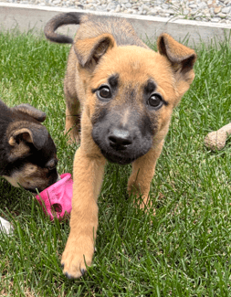 ZACH - German Shepherd mixed available for adoption in Alberta