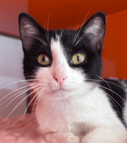 ZORA - Domestic Short Hair cat available for adoption at AARCS in Calgary (1 of 5)