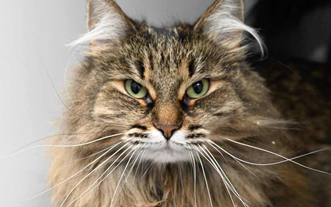 AITKEN - Domestic Medium Hair cat available for adoption at AARCS in Calgary (1 of 6)