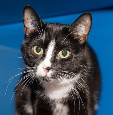 ALPACA - Domestic Short Hair cat available for adoption at AARCS in Calgary (1 of 6)