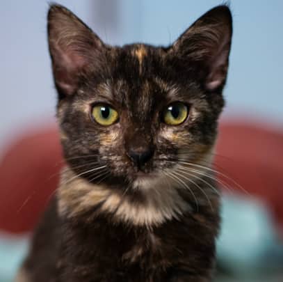 AMARA - Domestic Short Hair available for adoption