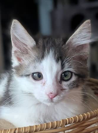 ANGIE - Domestic Short Hair cat available for adoption at AARCS in Calgary (1 of 6)