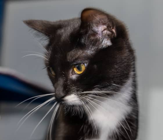 ANGORA - Domestic Short Hair available for adoption