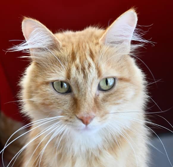 ANNIE - Domestic Short Hair cat available for adoption at AARCS in Calgary (1 of 6)