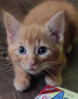 ARCHIE - Domestic Medium Hair cat available for adoption at AARCS in Calgary (1 of 5)
