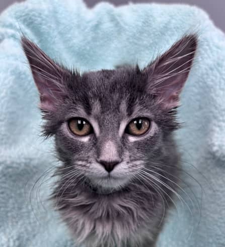 ARTEMIS - Domestic Short Hair cat available for adoption at AARCS in Calgary (1 of 4)