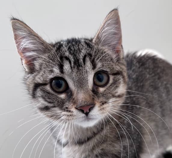 ASTORIA - Domestic Short Hair cat available for adoption at AARCS in Calgary (1 of 5)