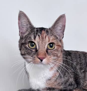 AURELIA - Domestic Short Hair cat available for adoption at AARCS in Calgary (1 of 4)